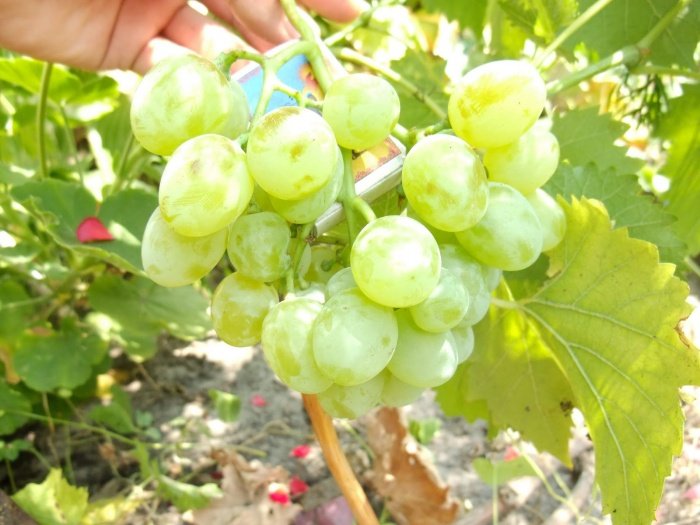 Посадка та вирощування винограду