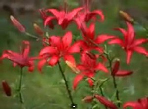 Самий бажаний дачний квітка — лілія