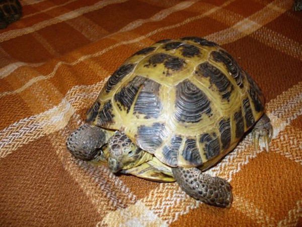 Як доглядати за сухопутної черепахою в домашніх умовах