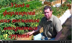 Відео: вирощування томатів у відкритому грунті