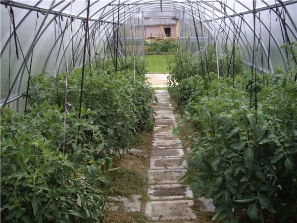 Як доглядати за помідорами в теплиці?