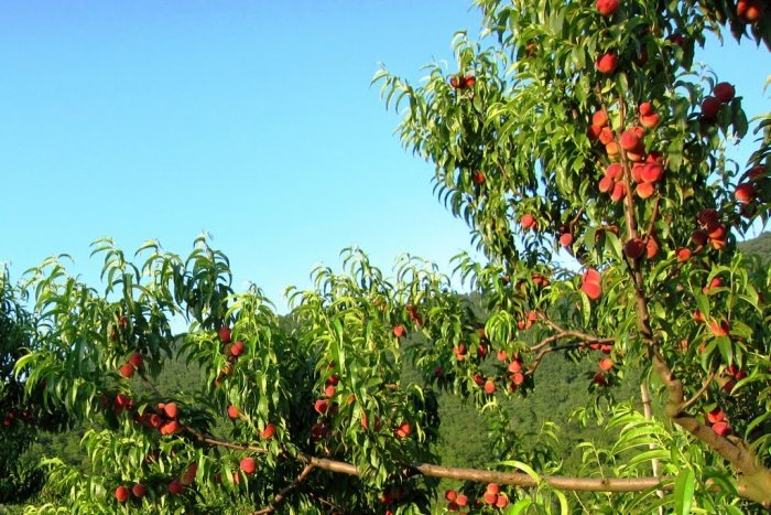 Як посадити персикове дерево і доглядати за ним
