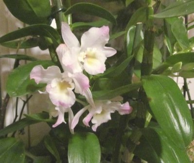 Орхідеї дендробіум нобіле, догляд в домашніх умовах