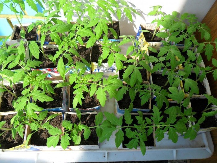 Вирощування розсади помідорів