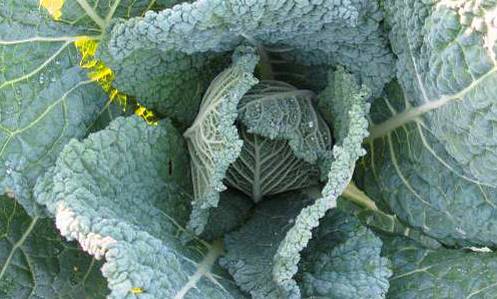 Савойська капуста — вирощування та догляд