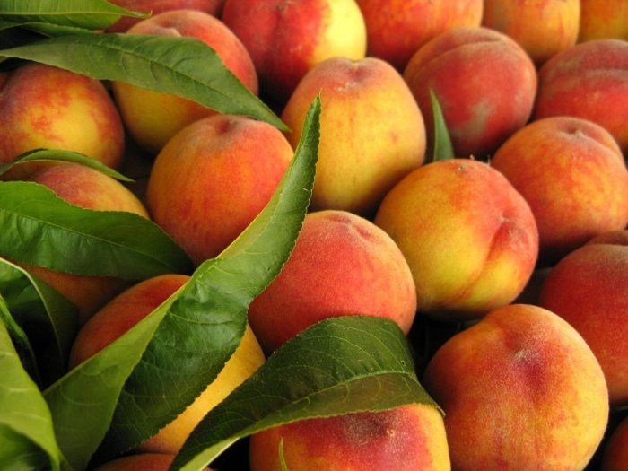 Вирощування персика в передмісті