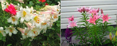 Огляд багаторічних квітів для дачі з фото і назвами