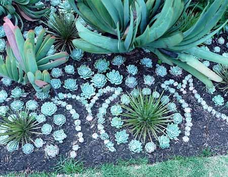 Композиції з квітів сукулентів: жива мозаїка в саду