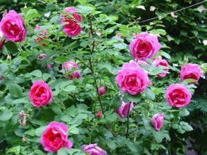 Канадські троянди – невимогливі красуні саду