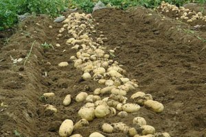 Позакореневе підживлення картоплі