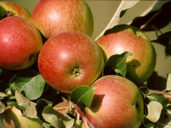 Підгодівля яблунь восени   чим підживити