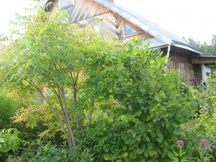 Посадка оксамиту амурського в саду на дачі