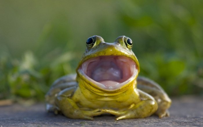 Користь жаб на городі