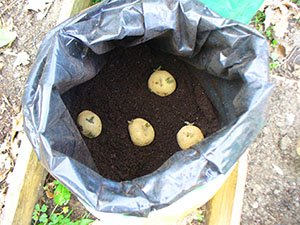 Вирощування картоплі в мішках