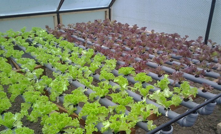 Як правильно вирощувати різну зелень у себе в теплиці?