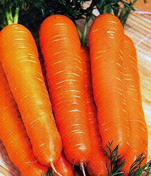 Сорти моркви з фото та описом