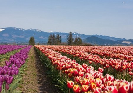 Догляд за тюльпанами навесні   як зберегти тюльпани до весни