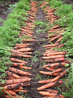 Посадка моркви без проріджування