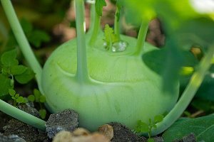 Капуста кольрабі — всі секрети вирощування соковитого стеблоплода