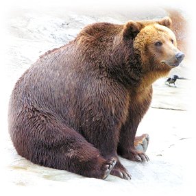Жир ведмедя при кашлі