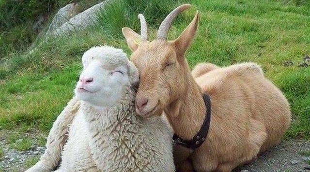 Розведення кіз і овець на дачі
