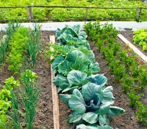 Сумісність рослин на городі допоможе збільшити врожай