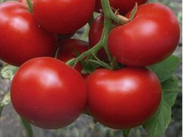 Сорти помідорів для теплиць