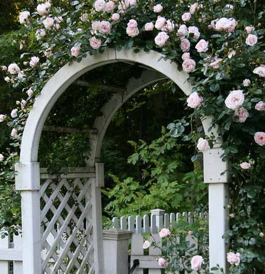 Вюнка троянда правильний догляд: 35 садових арок з троянд