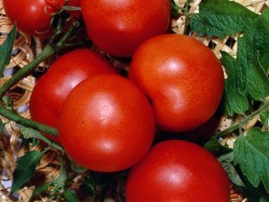 Огляд кращих сортів томатів для Уралу з фотографіями