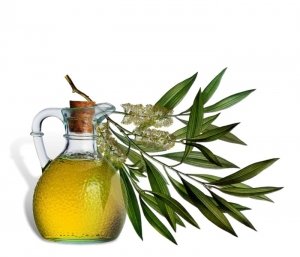 Чудо властивості ефірного масла чайного дерева і рецепти на його основі!