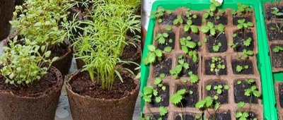 Особливості вирощування розсади овочевих рослин і квітів торфяних горщиках