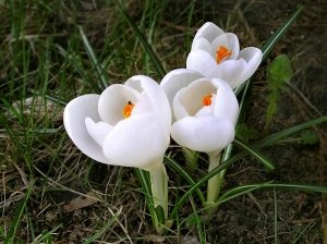 Весняні квіти: як і що лікує рослина підсніжник!
