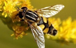 Цибульна муха — як боротися і чим обробити