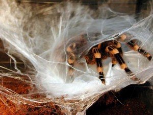 Домашні павуки птахоїди — це вам не котенята