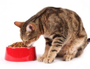 Види корму для кішок і їх основні відмінності