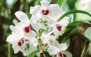 Як вирощувати орхідеї — поради новачкам
