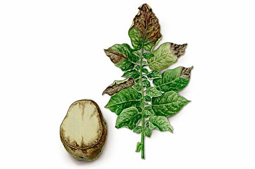Фітофтороз картоплі – боремося з річною хворобою коренеплоду