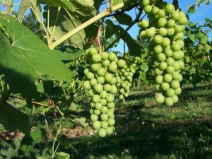 Поради по догляду за виноградом — як посадити, ніж обприскати, коли підгодовувати