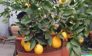 Як виростити плодоносний лимон в домашніх умовах