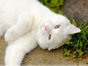 Як вивести бліх у кішки