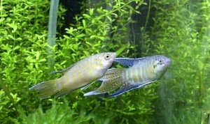 Невибагливі рибки для акваріума