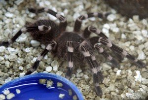 Домашні павуки птахоїди — це вам не котенята