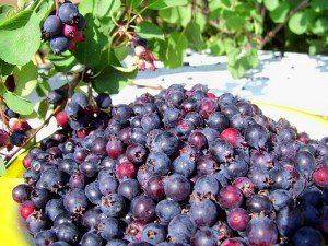 Ірга — корисні властивості диво ягоди