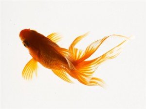 Особливості змісту золотих рибок