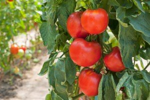 Як правильно підвязувати помідори в теплиці