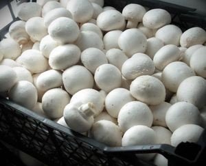 Бізнес з вирощування, виробництва грибів шампіньйонів в домашніх умовах