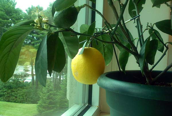 Як виростити лимонне дерево будинку