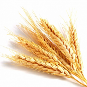 Брага на пшениці без дріжджів
