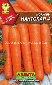 Вдалі сорти моркви для Сибіру.