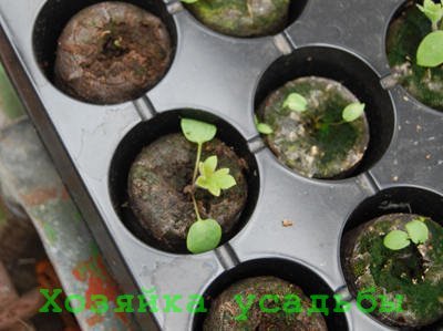 Вирощування хризантеми з насіння ранньою весною